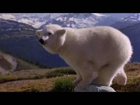 雪地迷踪：小北极熊为了报恩，带兄妹两人寻找遇难父亲，太可爱了，8分钟看完《雪地迷踪》【沙鱼说电影】