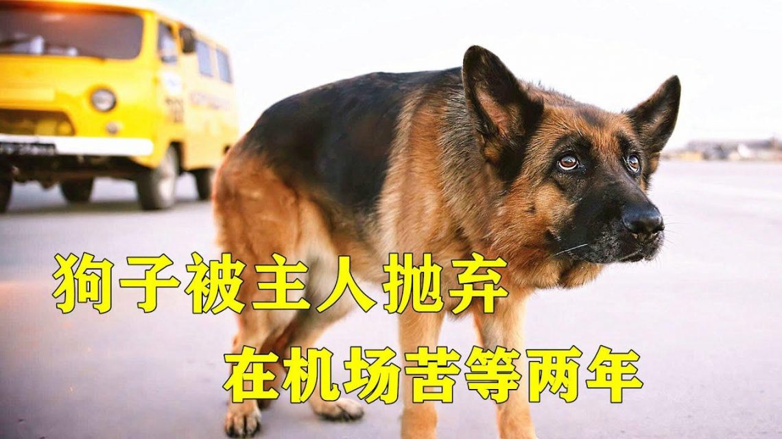 狗子被主人抛弃，在机场苦等两年，结局感动了无数人，2021年最新温情电影《忠犬帕尔马》