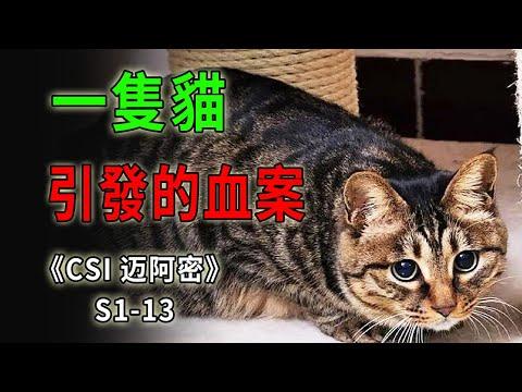 害死了主人，自己倒是跑的挺快，一隻貓咪引發的血案《C.S.I-Miami》