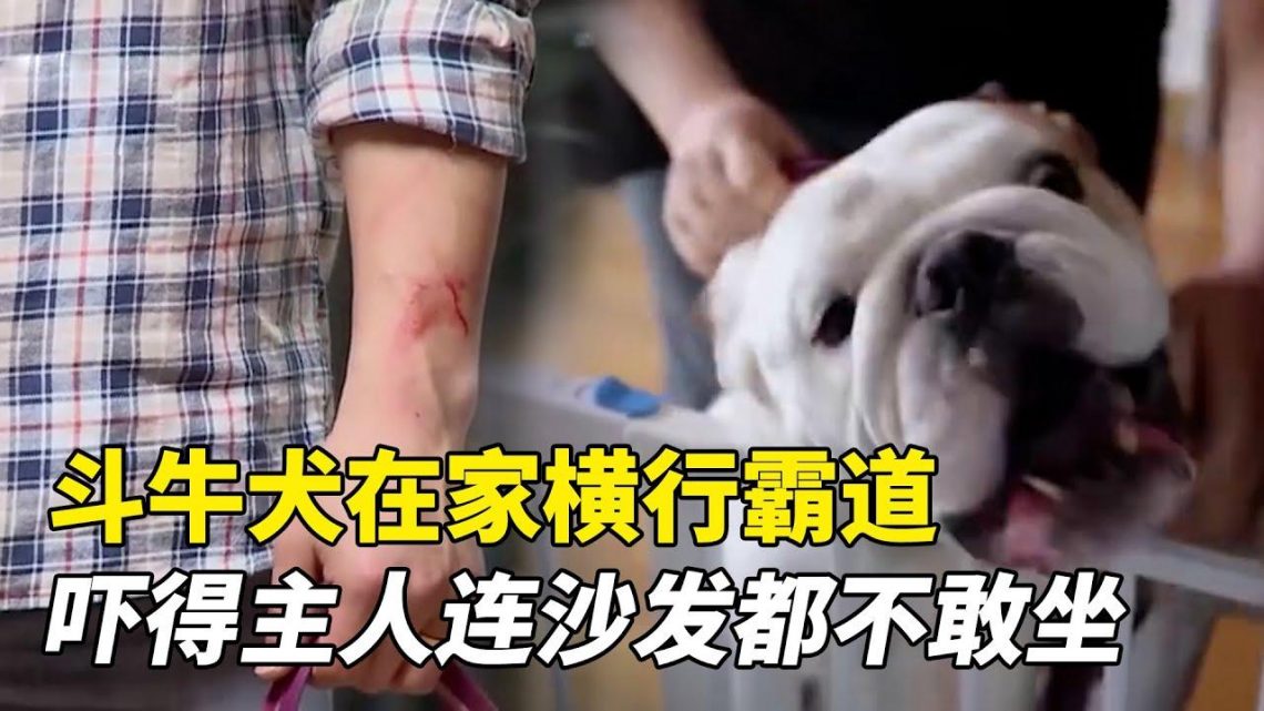 訓犬師也敢咬，這只鬥牛犬有多厲害？嚇得主人平時連沙發都不敢坐