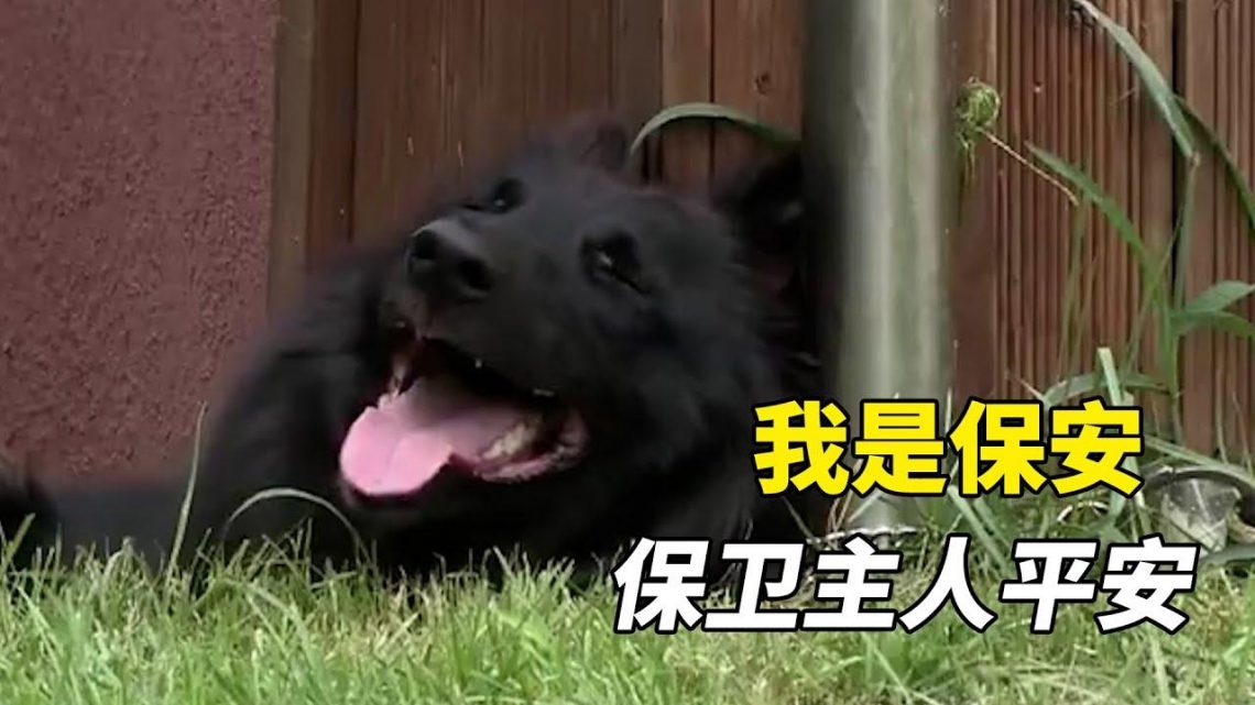 忠犬看家太盡責了，鄰居被咬了7個洞，到底該獎還是該罰