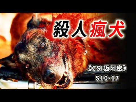 瘋狗闖進學校見人就咬，釀下一死一傷 ，揪出驚天惡魔《C.S.I-Miami》