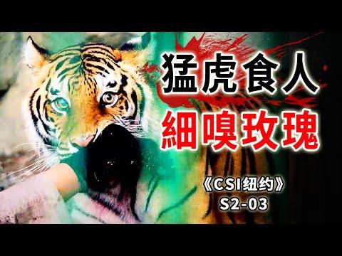 男子被五花大綁扔進老虎洞，猛虎快活用餐宛若吃自助《C.S.I-NY》