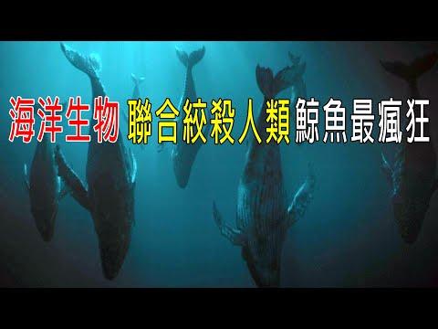 海洋生物聯合絞殺人類，鯨魚和龍蝦最瘋狂！人類全部懞圈！