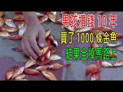 男孩攢錢10年，買了1000條小金魚，結果全掉馬路上。。。