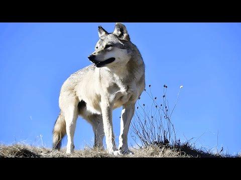 A wild wolf that looks like a Husky, worships the crow as its big brother,just to get a bite of meat