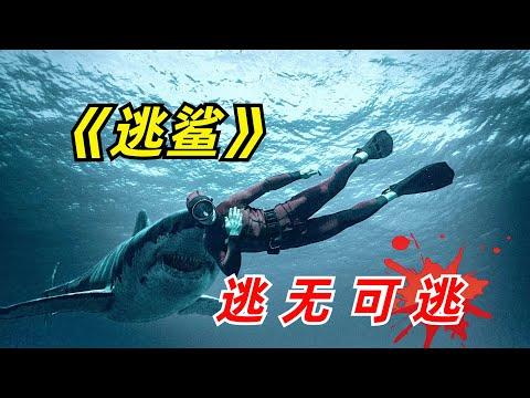 【阿奇】海底探险队遭遇鲨鱼群，凄惨遭遇不忍直视/2024年惊悚片《逃鲨》