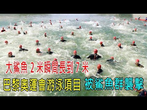 大鯊魚2米瞬間長到7米，巴黎奧運會游泳項目，被鯊魚群襲擊！