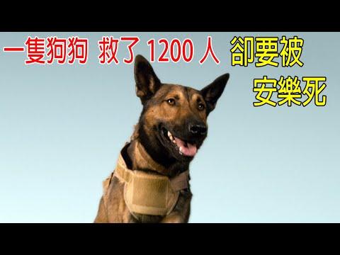 一隻狗狗救了1200人，卻要被執行安樂死！